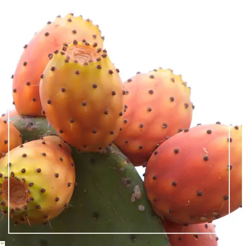 opunciovy olej opunciový olej