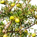 Argan z plodov argania spinosa